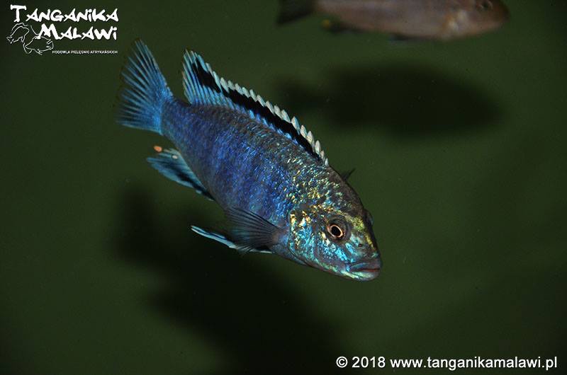 Labidochromis joanjohnsonae 'Likoma Island'